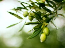 Olive 4636808 1920 215x161