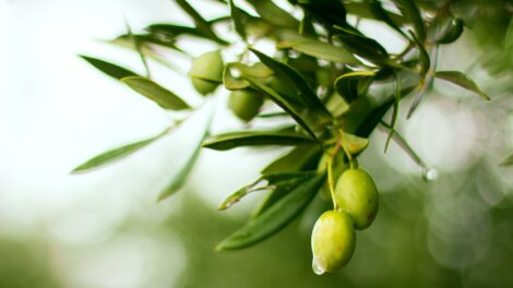 Olive 4636808 1920 470x264
