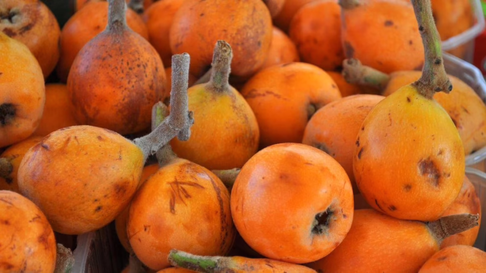 Nieszpułka zwyczajna – zapomniana roślina o dobroczynnym wpływie na zdrowie