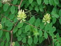1200px Astragalus glycyphyllos W 215x161