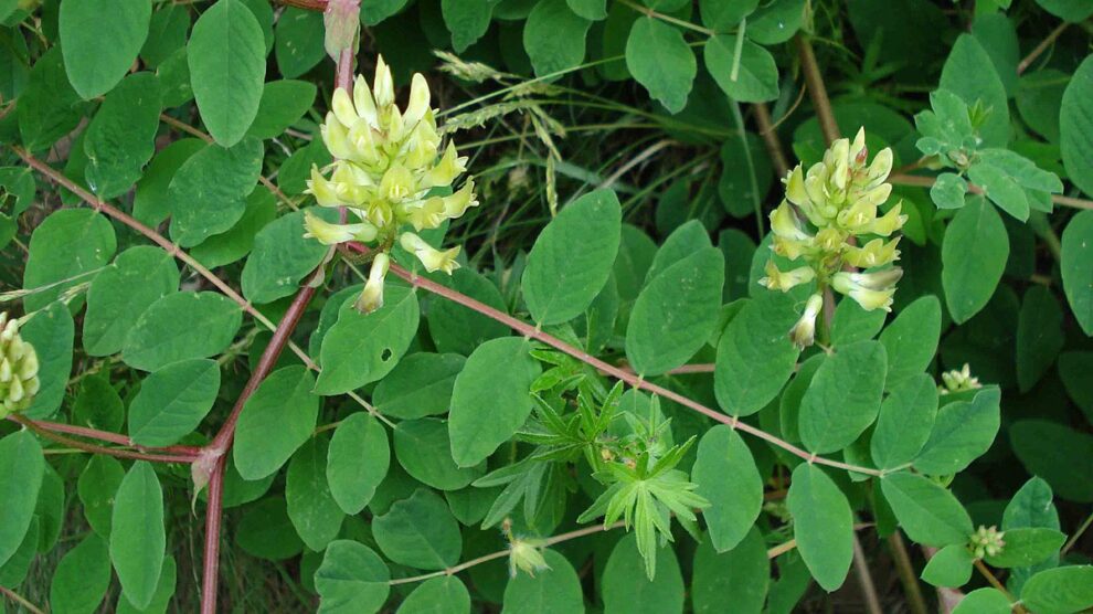 1200px Astragalus glycyphyllos W 990x556