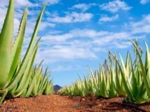 ALOES NAJSTARSZA ROSLINA LECZNICZA NA ZIEMI M 215x161