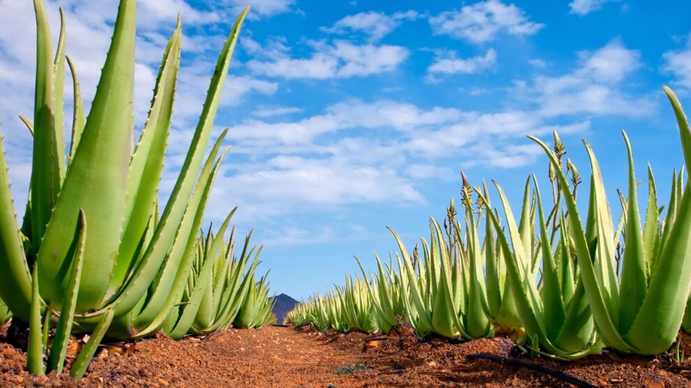 ALOES NAJSTARSZA ROSLINA LECZNICZA NA ZIEMI M 990x556
