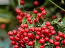 Ardisia crenata plant xxx 1 215x161
