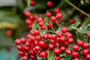 Ardisia crenata plant xxx 1 300x200