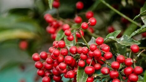 Ardisia crenata plant xxx 1 470x264