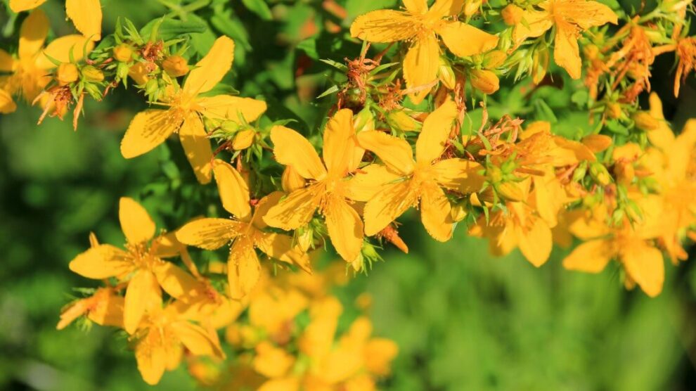 Dziurawiec M 990x556