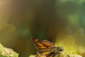 Foto Main Artykul Naturalne odstraszacze na owady 300x200