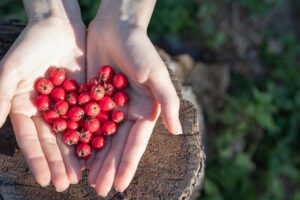 Glog sprzymierzeniec serca 1 300x200