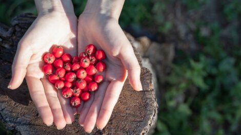 Glog sprzymierzeniec serca 1 470x264