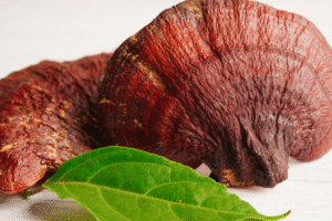 Grzyby Reishi 300x200