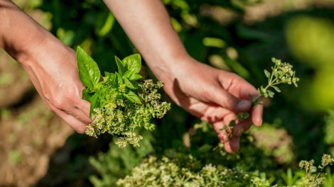 letnie zbiory ziół