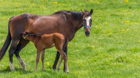 Konie Hokkaido 470x264