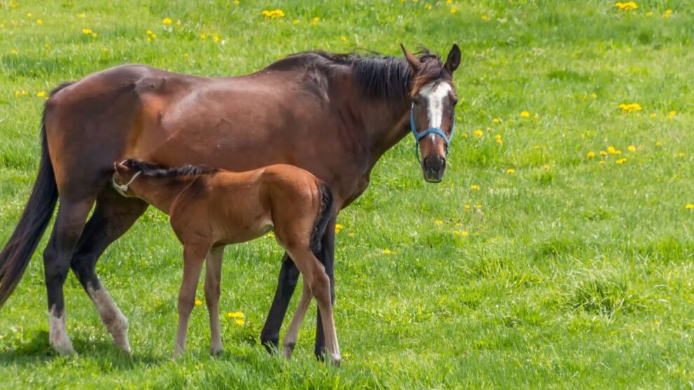 Konie Hokkaido 990x556