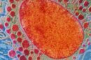 Nowosci47 130x86