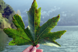 Projekt bez nazwy 2023 11 28T130552 409 300x200