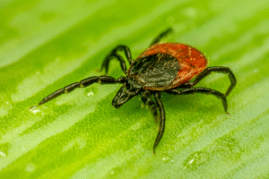 Projekt bez nazwy 5 300x200