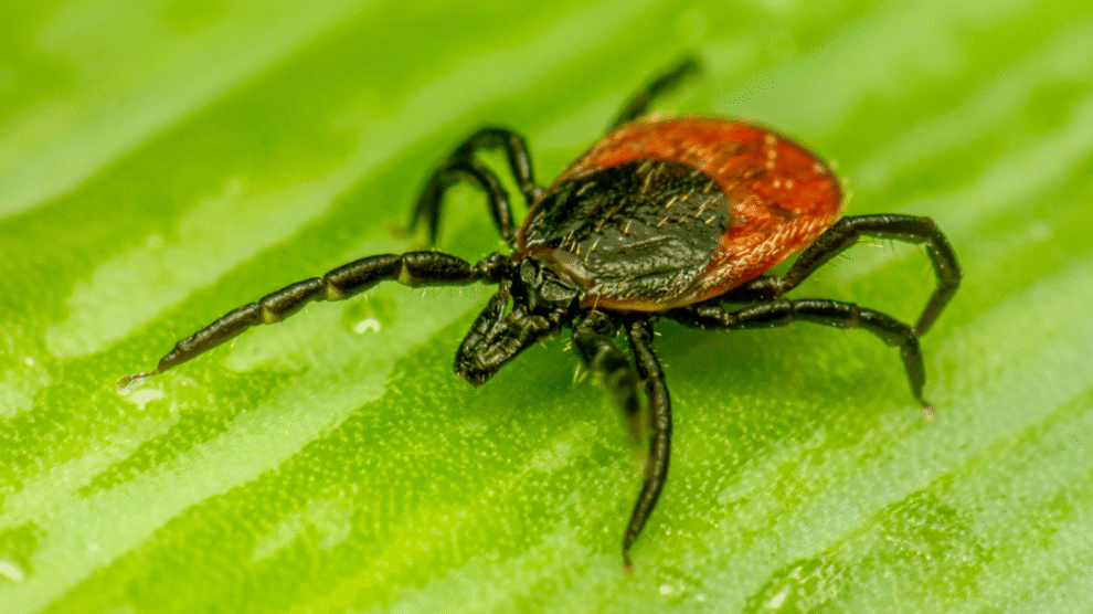 Projekt bez nazwy 5 990x556