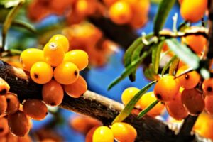 Rokitnik zrodlo wit C M 300x200