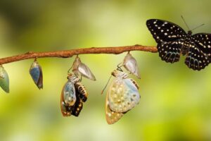 Zarzadzanie emocjami z humorem 300x200