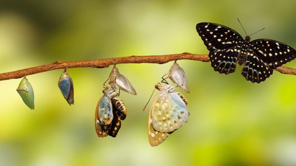 Zarzadzanie emocjami z humorem 990x556