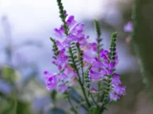 Depositphotos 508345842 stock photo lavender bushes closeup sunset sunset 215x161