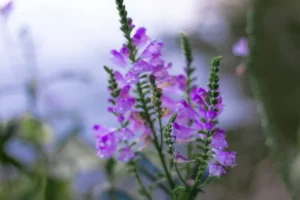 Depositphotos 508345842 stock photo lavender bushes closeup sunset sunset 300x200
