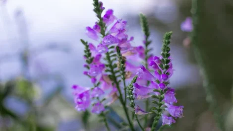 Depositphotos 508345842 stock photo lavender bushes closeup sunset sunset 470x264
