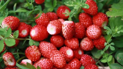 właściwości dzikich poziomek