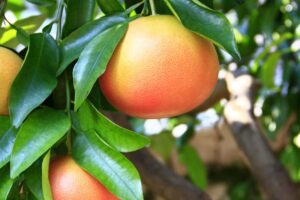 Ekstrakt z pestek grejpfruta M 300x200