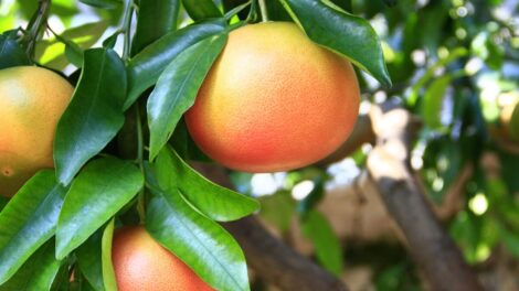 Ekstrakt z pestek grejpfruta M 470x264