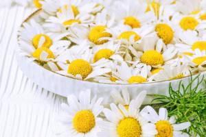 Fot  materialy prasowe 28 300x200