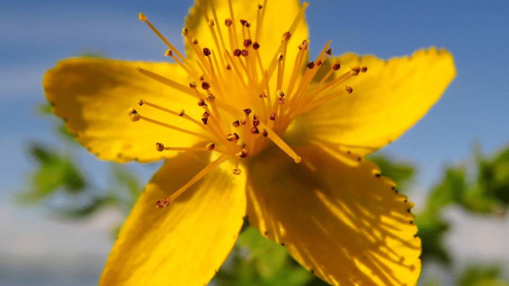 Fot  materialy prasowe 60 990x556