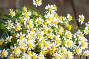 Fot  materialy prasowe 79 300x200