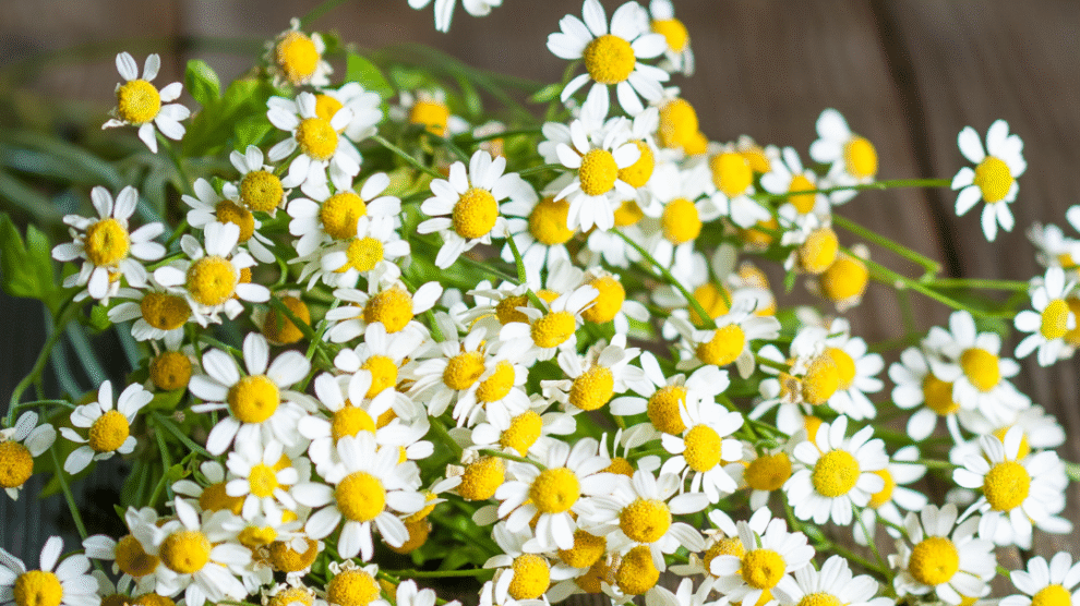 Fot  materialy prasowe 79 990x556