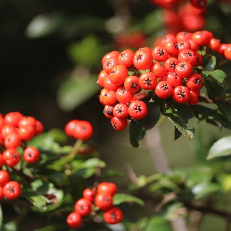 Głóg sprzymierzeniec dla serca
