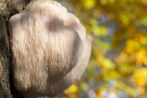 Grzyby lecznicze 1 300x200