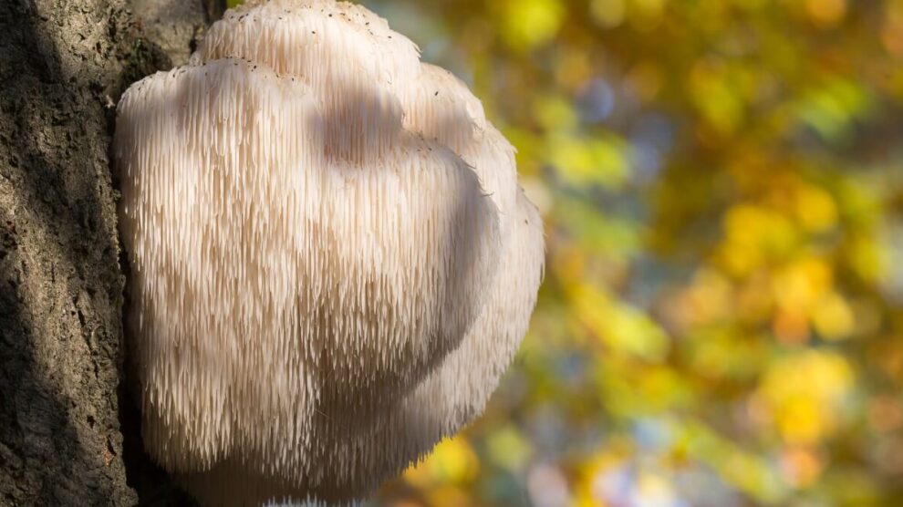 Grzyby lecznicze 1 990x556