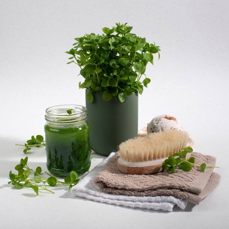 gwiazdnica w medycynie ludowej Gwiazdnica wzmacnia ponad to i uszczelnia naczynia krwionośne, rozjaśnia skórę, wpływa na zanik zaczerwienienia.