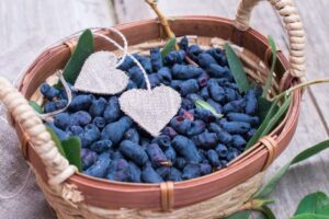 Jagoda kamczacka M 300x200