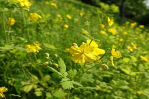 Jaskolcze ziele Kopiowanie 300x200