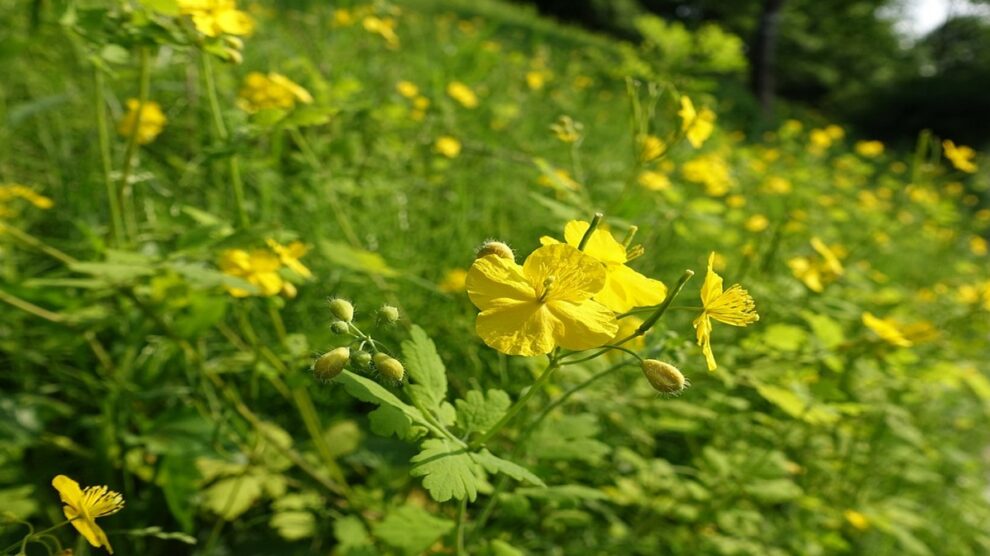 Jaskolcze ziele Kopiowanie 990x556