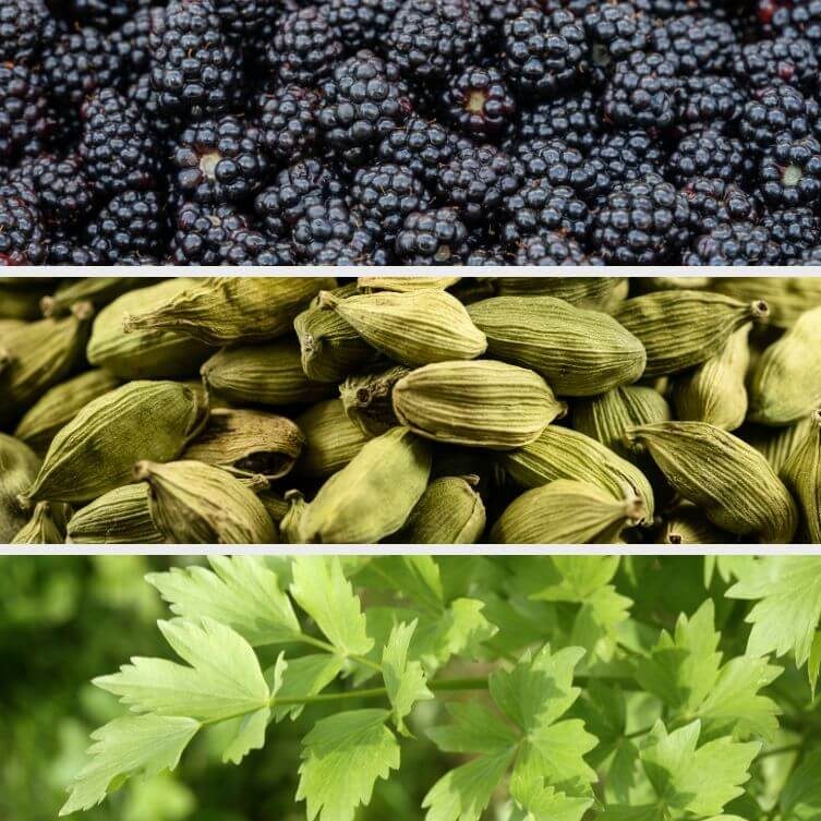 jeżyny lubczyk kardamon jeżyny lubczyk kardamon