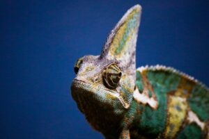 Laktoferyna kameleon 1 300x200