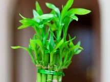 Lucky bamboo plant pot scaled 1 215x161