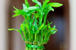 Lucky bamboo plant pot scaled 1 300x200