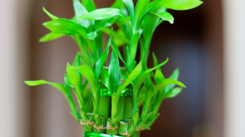 Lucky bamboo plant pot scaled 1 990x556