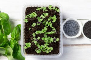 Nasiona slodkiej bazylii 300x200