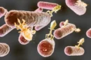 Representation microorganisms concept jpg 130x86