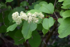 Trojkskrzydlak wilforda 2002 jpg 300x200